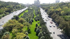 سایه سنگین قانون برای حفظ درختان شهر